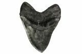 Fossil Megalodon Tooth - + Foot Prehistoric Shark #164281-2